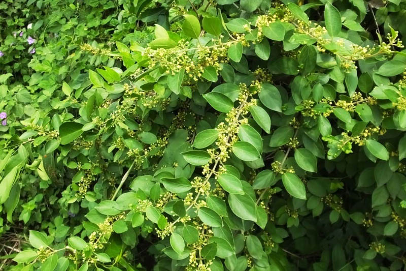 “Cây nhà lá vườn” nhưng cực kỳ hiệu quả trong việc điều trị bệnh tiểu đường 11