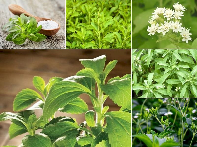 “Cây nhà lá vườn” nhưng cực kỳ hiệu quả trong việc điều trị bệnh tiểu đường 16