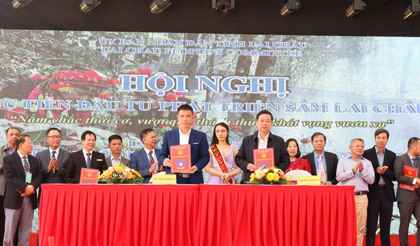 Sâm Lai Châu - "Vị vua cứu thế" hy vọng của những người bệnh tiểu đường 3