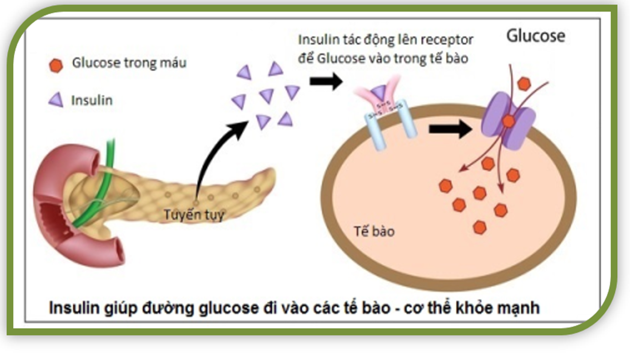 Bản chất của bệnh là do tuyến tụy bị tổn thương, thuốc Tây điều trị triệu chứng bệnh nhưng lại làm tổn thương thêm tuyến tụy! Sao lại như thế? 3