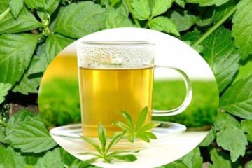 Cách sử dụng giảo cổ lam hiệu quả cho người bệnh tiểu đường 1
