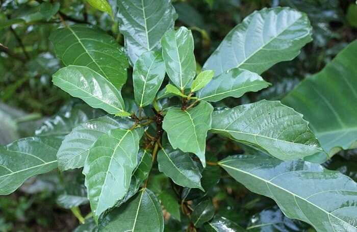 Cách sử dụng lá sung hiệu quả cho người bệnh tiểu đường 1