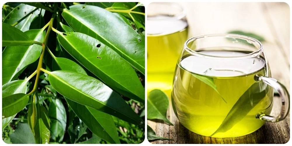 Cách sử dụng lá vối hiệu quả cho người bệnh tiểu đường 1