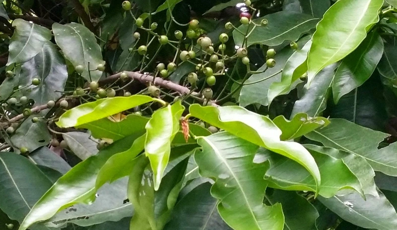 Cách sử dụng lá vối hiệu quả cho người bệnh tiểu đường 2