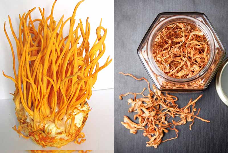 Đông trùng hạ thảo - Điều hòa đường huyết và ngăn ngừa biến chứng cho người bệnh tiểu đường 1