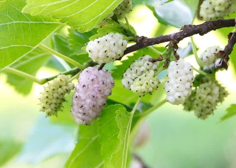 Rễ cây dâu - Bình ổn huyết áp và an thần cho người bệnh tiểu đường 4