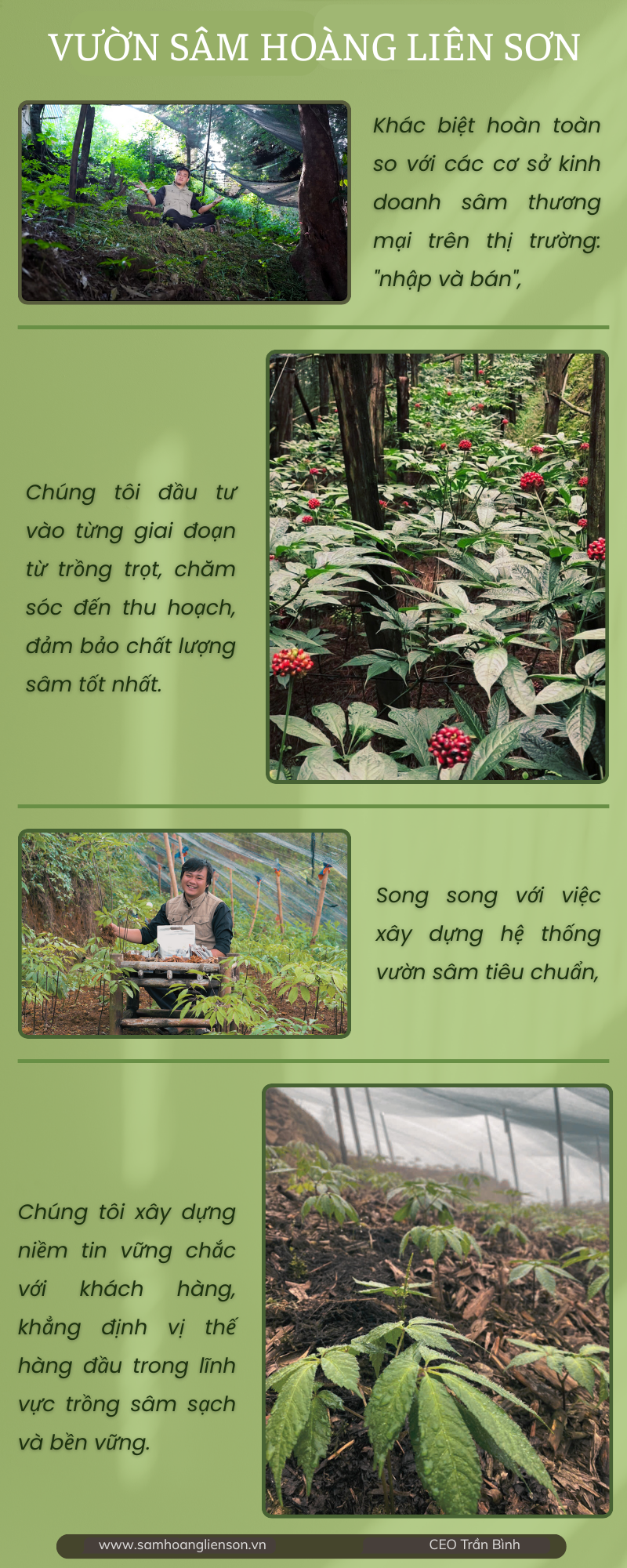 Sâm Thái Lát - Sấy Thăng Hoa (500 gr - loại trên 8 năm tuổi) 4