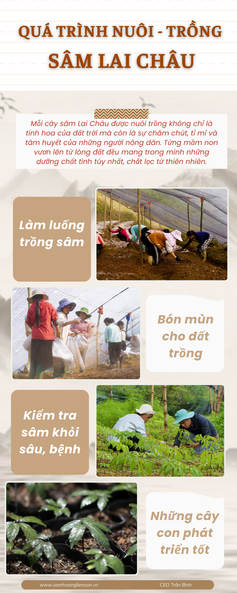 Sâm trộn mật ong (30gr bột sâm nguyên chất) 5