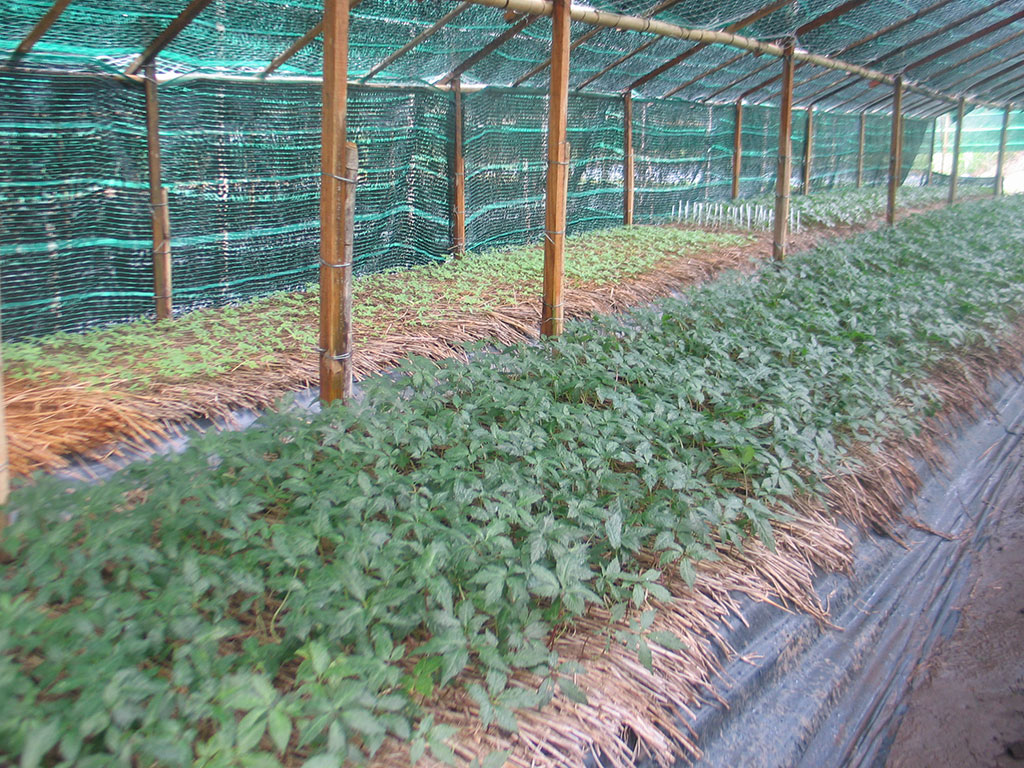 Trà Sâm An Đường (1 hộp 30 gói- liều tiêu chuẩn) 15